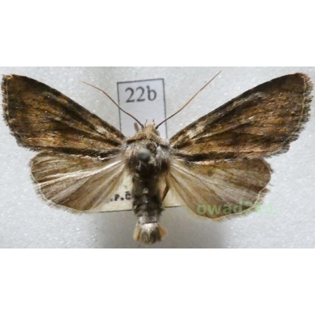 Apamea scolopacina (Esper, 1788) Czech22b